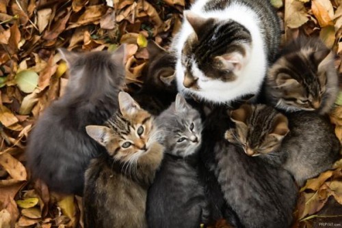 Животные из Чернобыля