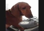 пес dj