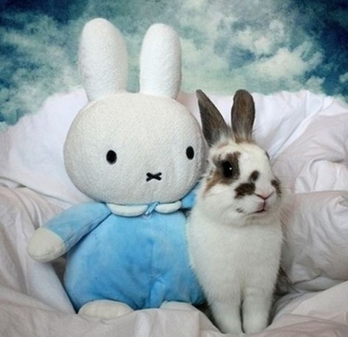 В мире животных