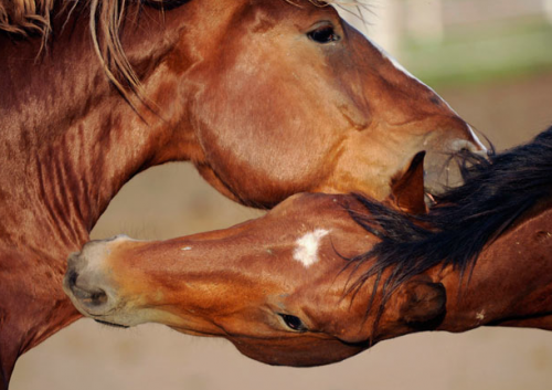 Смешные животные