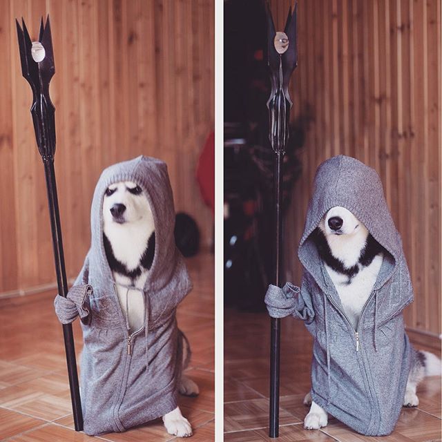 Хаскі в костюмах