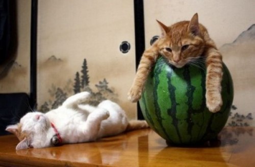 Вездесущие коты