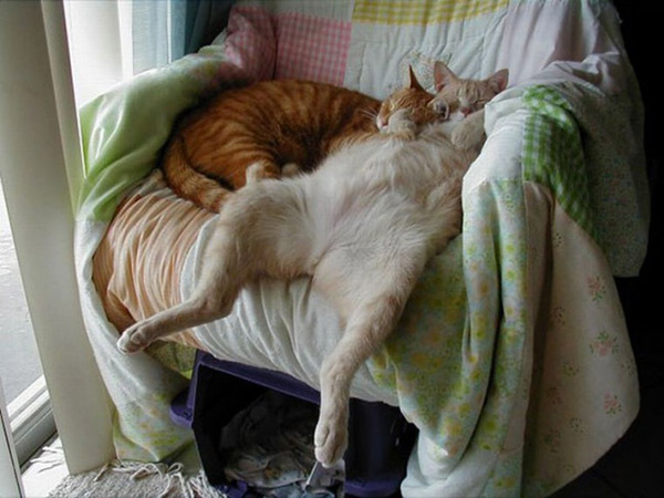 Мимимишная подборка "Спящие котята"