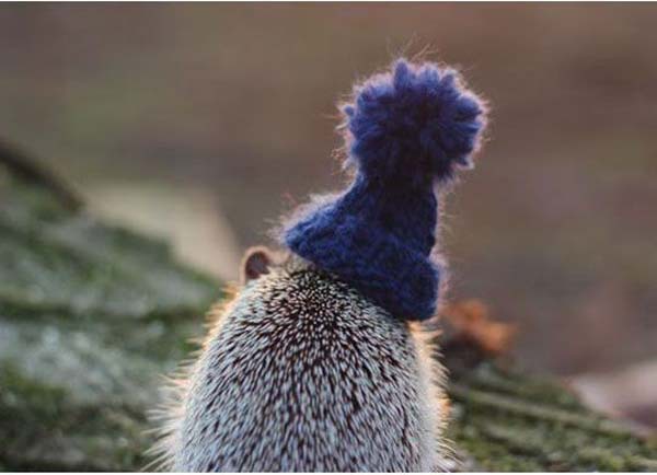 Няшный ежик в шапке