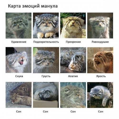 Погладь кота