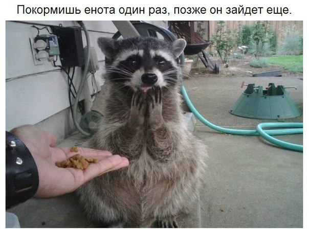 10 принципов жизни енота