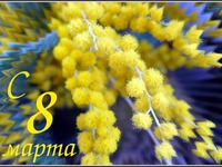 Ветки мимозы на 8 марта