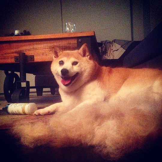 Новий хіт Instagram: Собака, яка сміється