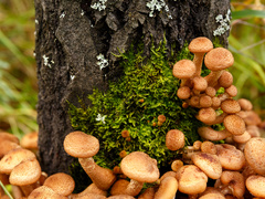 Икра из опят: пошаговый рецепт