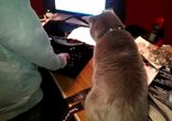 Нервная жизнь кота)