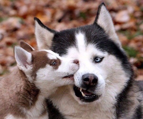 Самые очаровательные хаски