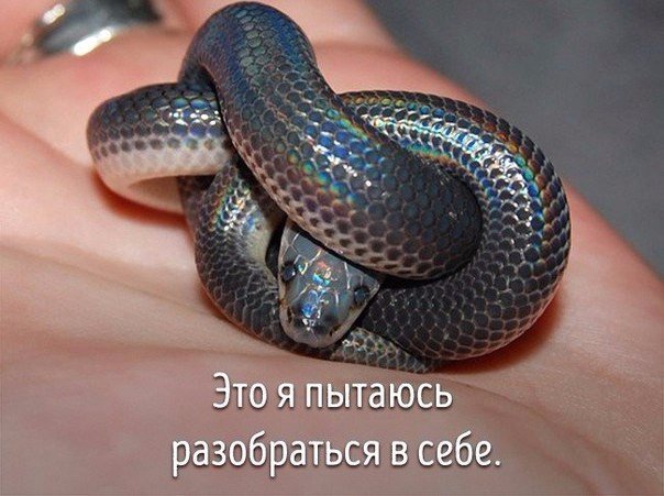 Животные, которые ведут себя совсем как я