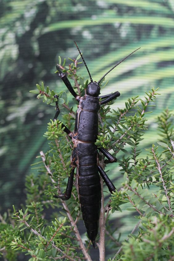 Сидів у лузі коник: ТОП-7 найстрашніших комах