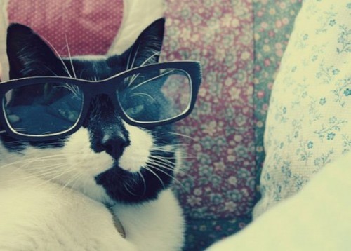 Коты в очках