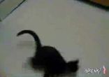 Crack head cat meets Laser pen