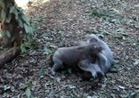 Борцовские приемы от Коал  [  Мир, дружба, эвкалипт  ]