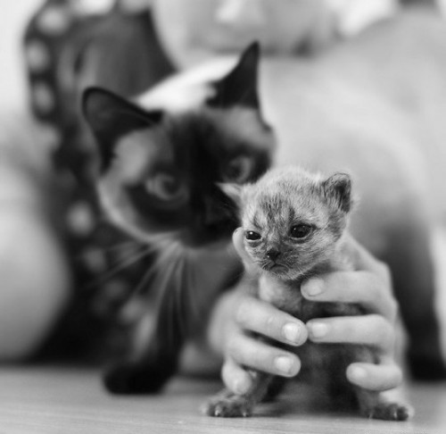 Животные модели