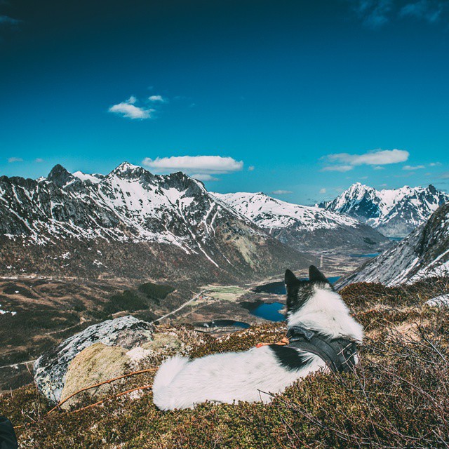 хаскі Акіак 