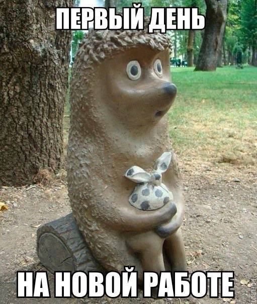 Ежик на новой работе
