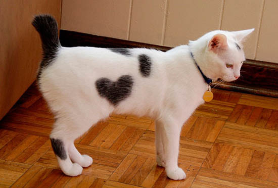 Котики, помеченные сердцем
