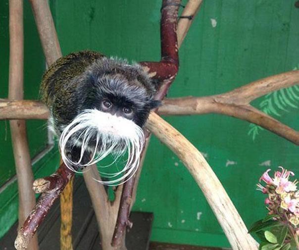 Милые усатики