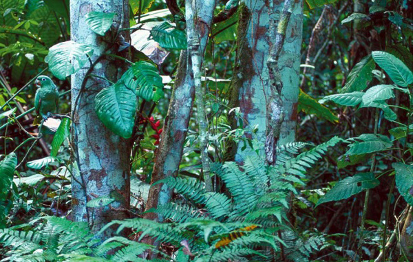 Маскировка 80 lvl 