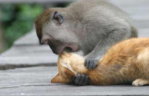 Жизнь приматов