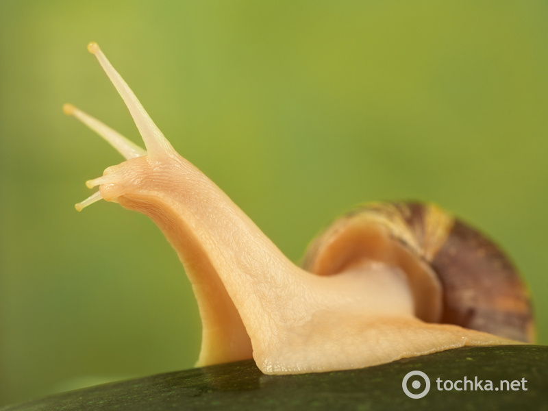 Домашние животные