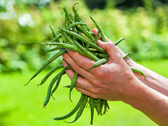 Стручкова квасоля на зиму: користь літніх вітамінів