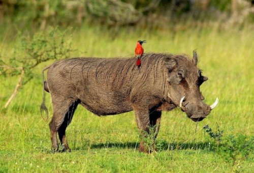 В мире животных