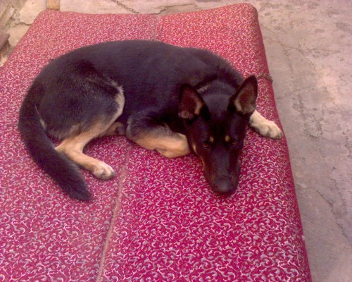  Смешные животные