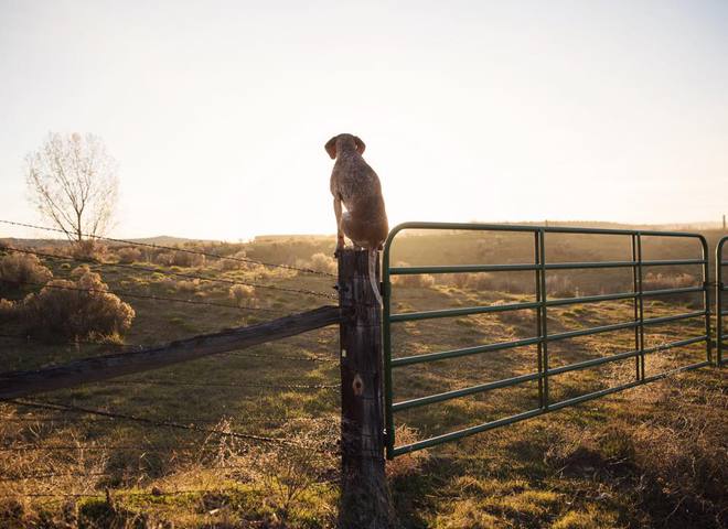 Невероятные приключения собаки-путешественницы Мэдди по Америке