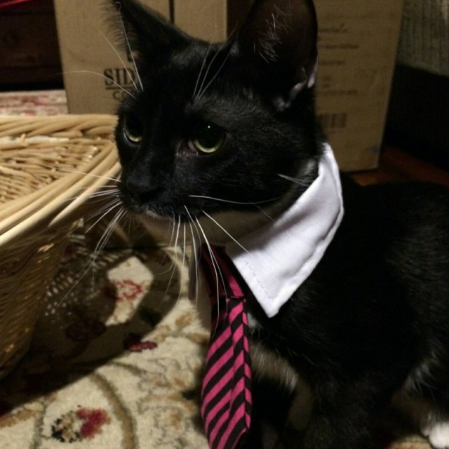 Котики идут на свидание