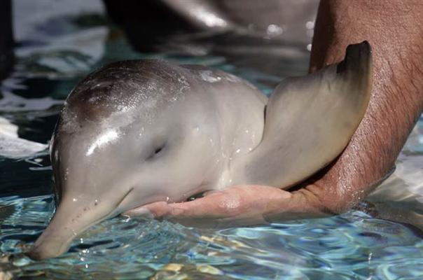 спасение дельфиненка
