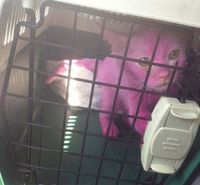 Розовый котик Пинки найден в супермаркете Бахрейна