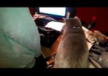 Нервная жизнь кота)