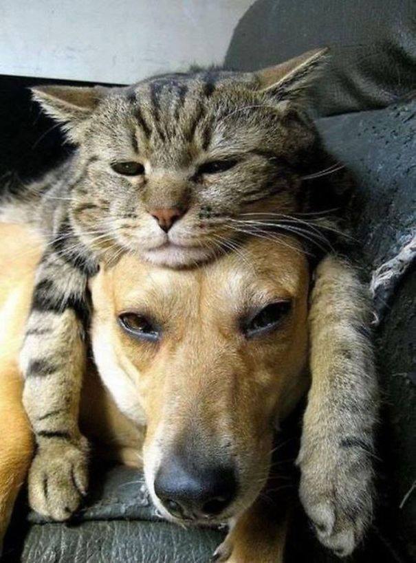 Кот и собака - лучшие друзья