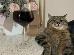 Кот Степан — новая интернет-сенсация