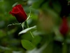 Троянди на День закоханих