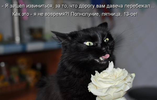 ТОП лучших котоматриц про пятницу 13-е