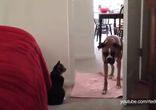 Кошачий расизм