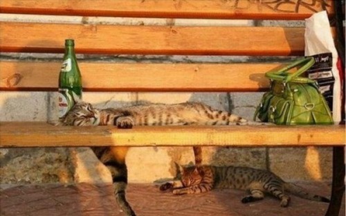 Вездесущие коты