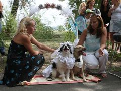 Весілля собак