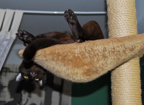 Котэ акробаты