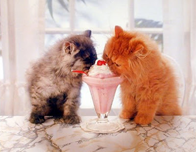 Коты и мороженко