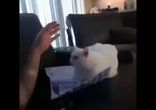 Кошачий ПМС!