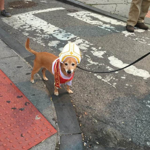 Мой хозяин - идиот! Собачки в костюмах Папы Римского
