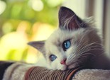 игривые кошечки