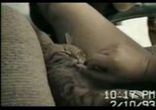 Спящий кот