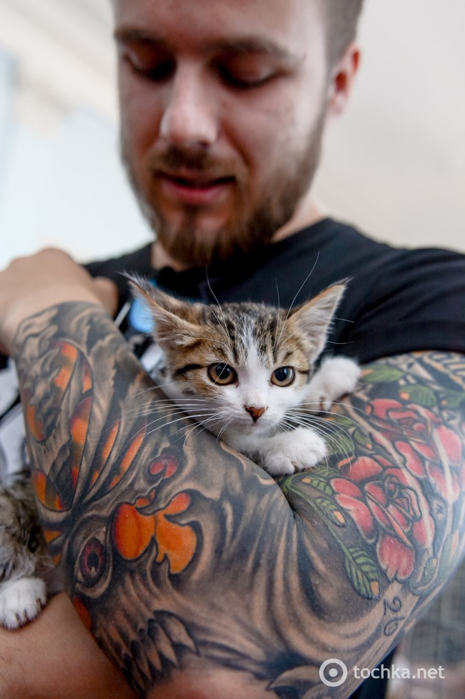 Твори добро: 43 кота знайшли нову домівку (фото)